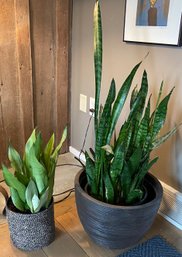 Two Sansevieria Interior Plants