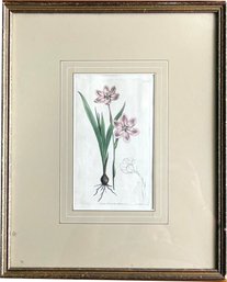 An Antique Hand Colored Botanical Etching