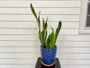 Live Snake Plant In Blue Pot