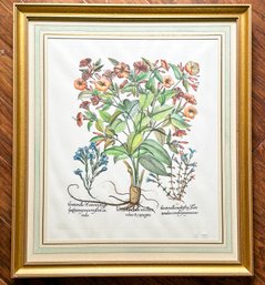 An Antique Botanical Print - Embossed Seal On Base