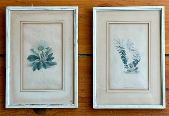 A Pair Of Antique Botanical Engravings