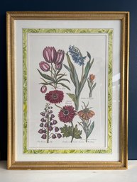 Framed Botanical Print Bookplate By John Hill