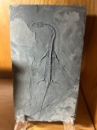 Authentic KEICHOUSAURUS HUI AQUATIC DINOSAUR FOSSIL SKELETON- 100 Percent Complete With NO Restorations