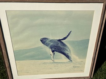 Breaching Whale Framed Photograph