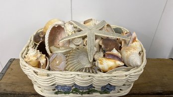 Collection Of Seashells & More.