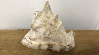 Large Conch Sea Shell - 8' X 6'