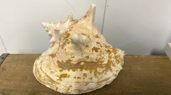 Large Conch Sea Shell - 7' X 5'