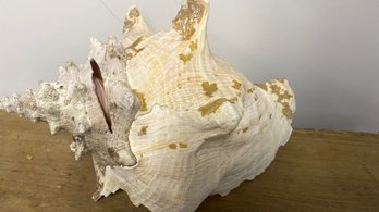 Large Conch Sea Shell - 10' X 6'