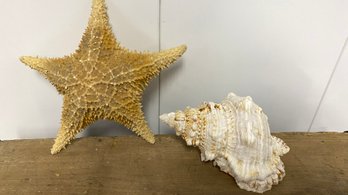 Sea Shell & Dried Sea Star