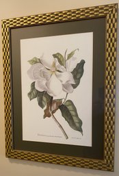 A Framed Botanical Print - Magnolia