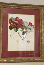 Home Decor Large Size Of Framed Vintage Botanical Print - 34' X 41'