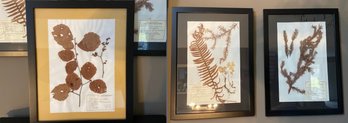 Ten Framed Herbaria Preserved Local Plant Specimens/Botanical Art (See All Photos)