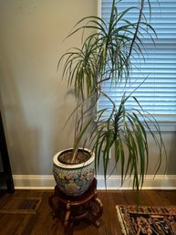Beautiful Dragon Tree With Oriental Fish Bowl Planter With Stand
