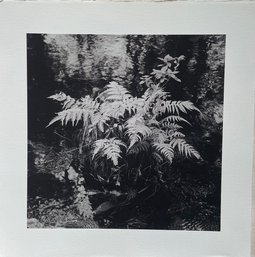 Moss Black And White Photograph