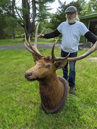 Large Mounted Elk Head