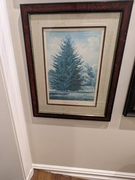 Vintage Lithograph Abies Douglass II, Lindley