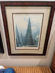 Vintage Lithograph Picea Bracteata