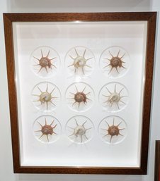 Christopher Marley Signed Seashell Specimens