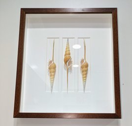 Christopher Marley Signed Seashell Specimens