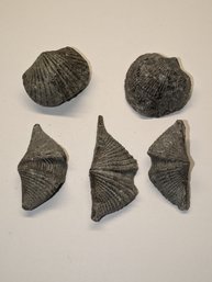 Lot Of 5 - Spiriferida Brachiopods Fossils -