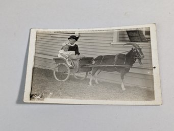 Goat With Wagon Photograph