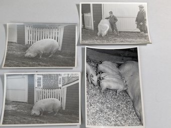 Pig Photographs