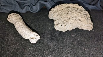 Lot Of 2 Agate Sea Fossils