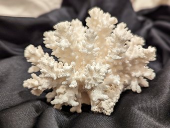 White Piece Of Coral