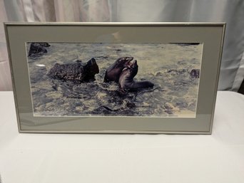 Framed Sea Lions Photograph