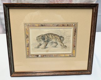 Framed Felis Onca, 'The Ounce' Native Of Perisa Print