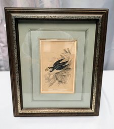 Antique Framed 'The Puffin' W.H. Lizars, Edinburgh Hand Colored Engraving Plate No. 19 With COA