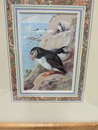 Vintage 1940s Framed Puffin Illustration Colored Lithograph From The Original Painting By Archibald Lhorburn