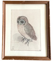 Antique Colorized Signed Owl Print 8.5' X 10.5'