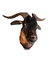 Taxidermy Goat Head