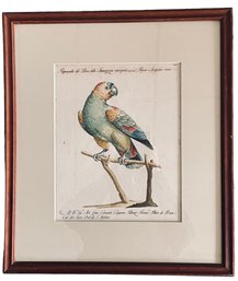 Vintage 18th Century Ornithology Engraving Of Parrot  By Saverio Manetti (Italian 1723-1777) (DI)