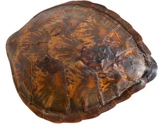 Large Antique Tortoise Shell 20'