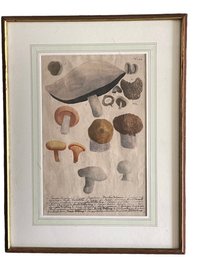 Antique 1737-1745 Engraving Of Fungus Book Plate By Johann Wilhelm Weinmann