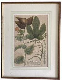 18th Century Mezzotint Botanical Engraving Of Fruit By Johannes Weinmann (DE)