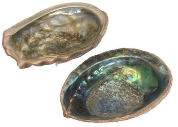 Pair Of Abalone Shells