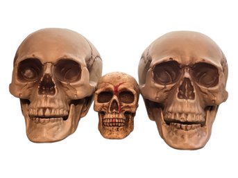 Lot Of Skeleton Heads