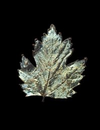 Vintage Maple Leaf Pin/Brooch