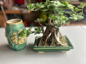 Artifical Bonsai Tree And Tiki Cup