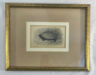 Lizars Natural History 1840 Echedna With Framed Etching