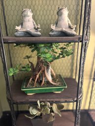 Yoga Frogs And A Bonsai Tree