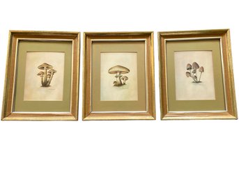 Three Framed Mushroom Prints By Ruane Manning Circa 1969