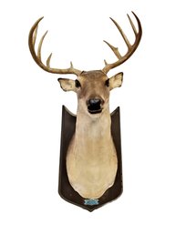 RARE Buck The Animated/talking/singing Mounted Deer Head Trophy By Gemmy