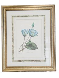 Framed Blue Water Lily Framed & Matted Art Print