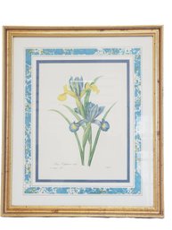 Framed Blue & Yellow Spanish Iris Botanical Art Print By Pierre Joseph Redout