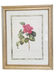 Framed  Camelia Anemone Flower Botanical Bookplate Botanical Art Print By Pierre Joseph Redout