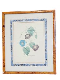 Framed Blue Morning Glory Flower Bookplate Botanical Art Print By Pierre Joseph Redout (2)